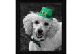 Top Dog Barkery Calendar